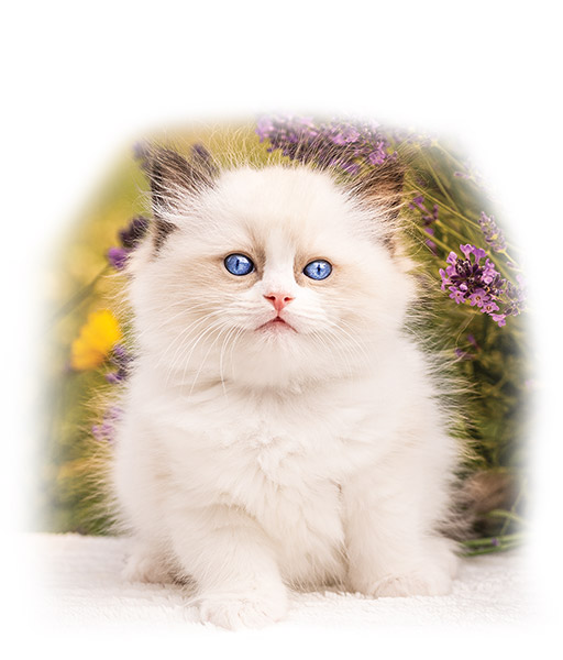 ragdoll kittens