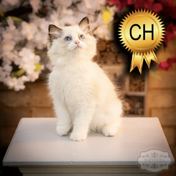 ragdoll kittens sale ZPAD ragdoll-kitten-sale-ZPAD