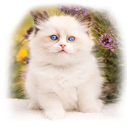 ragdoll kittens ragdoll-kittens-feature-main