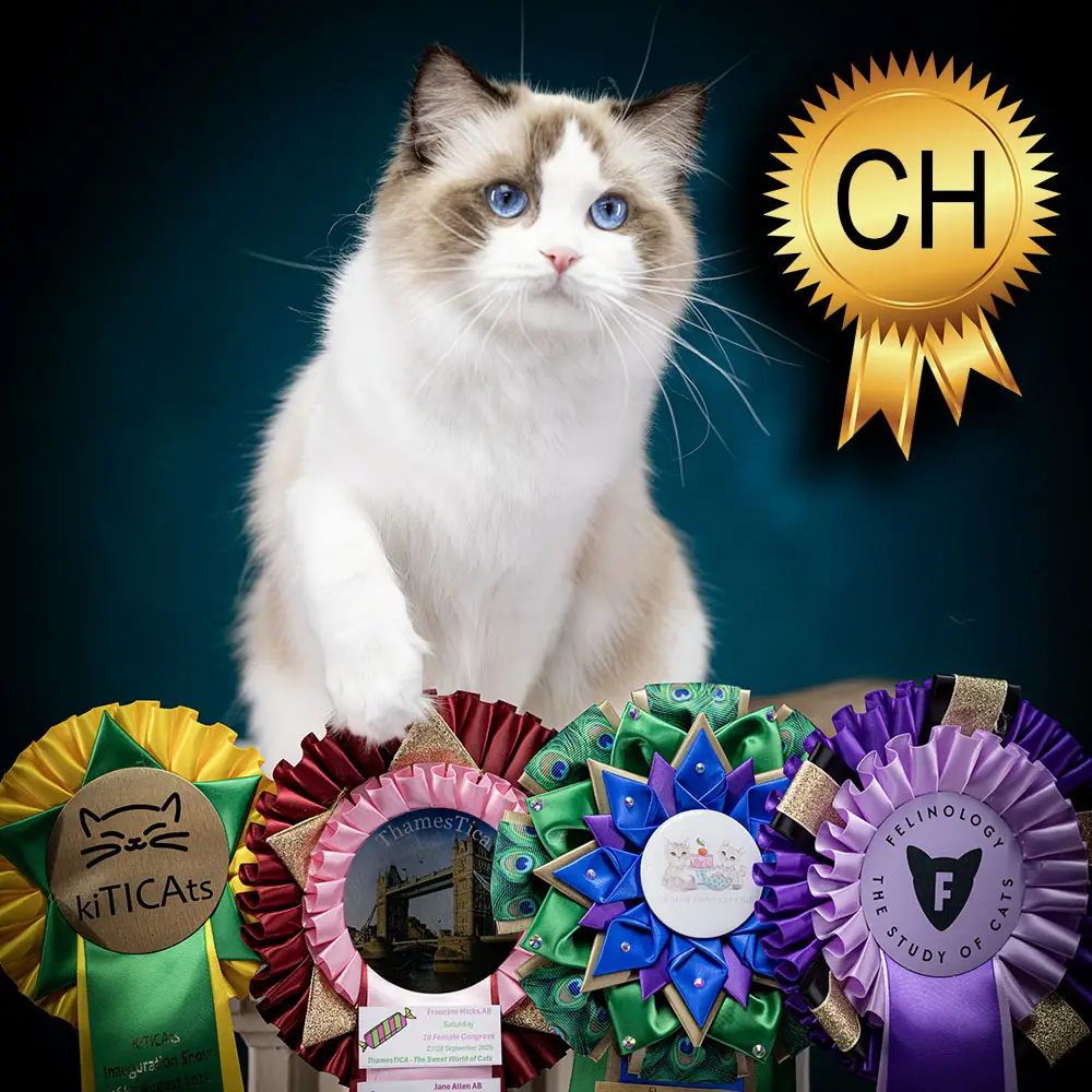 breeding ragdoll coco chanel