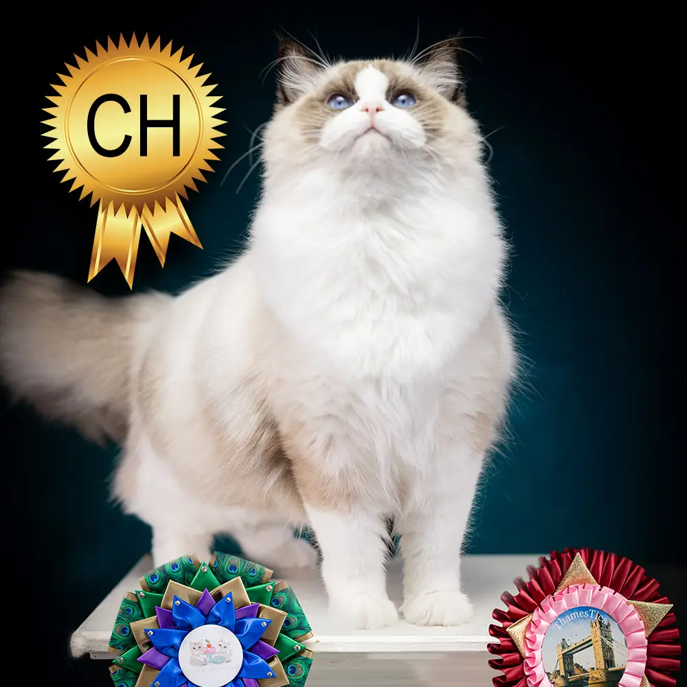 breeding ragdoll india