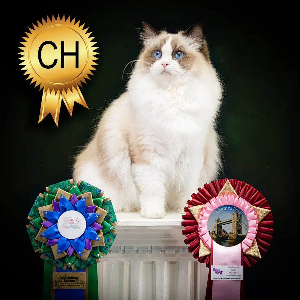 breeding ragdoll saphire