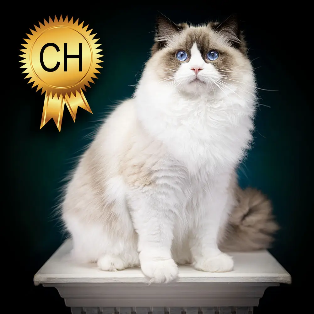 breeding ragdoll zeus