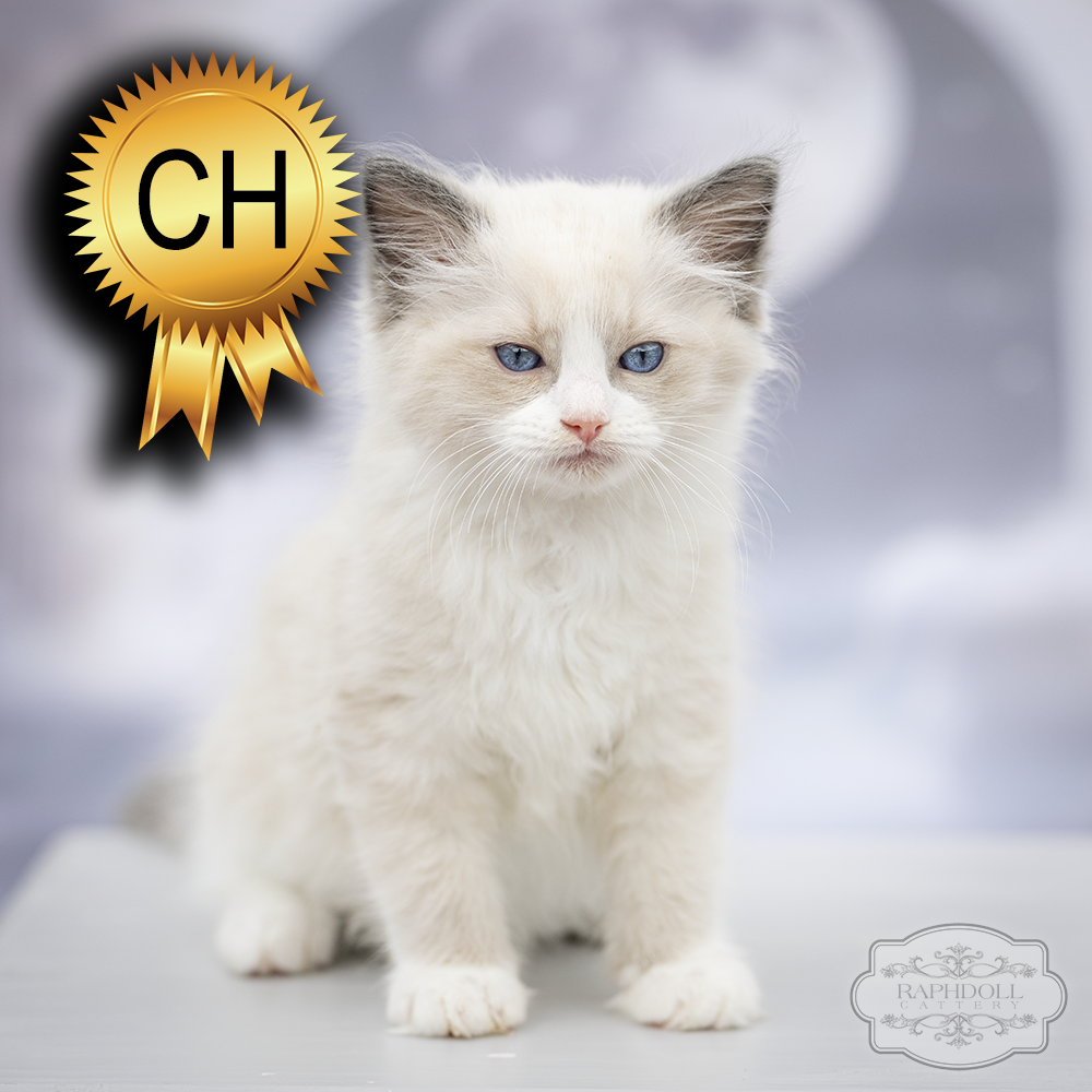 ragdoll kitten sale