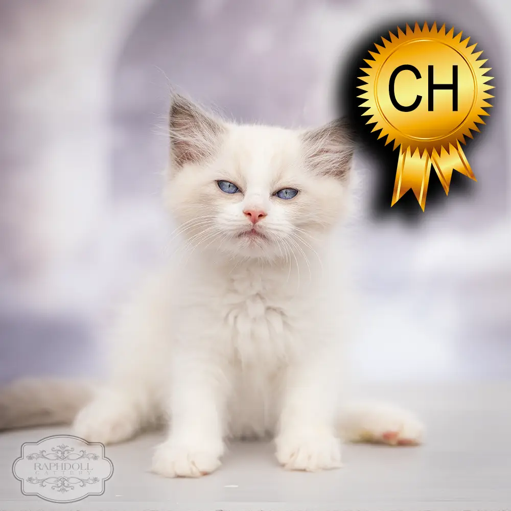 ragdoll kitten sale