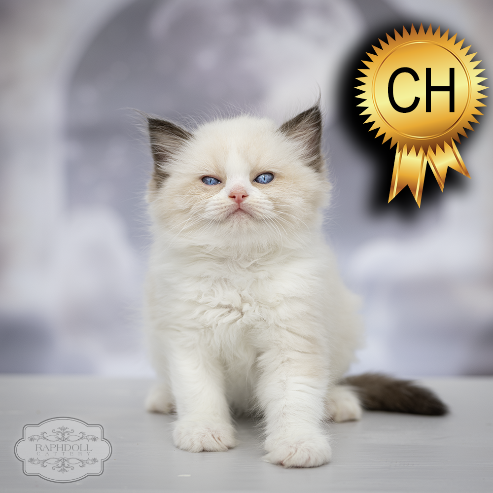 ragdoll kitten sale