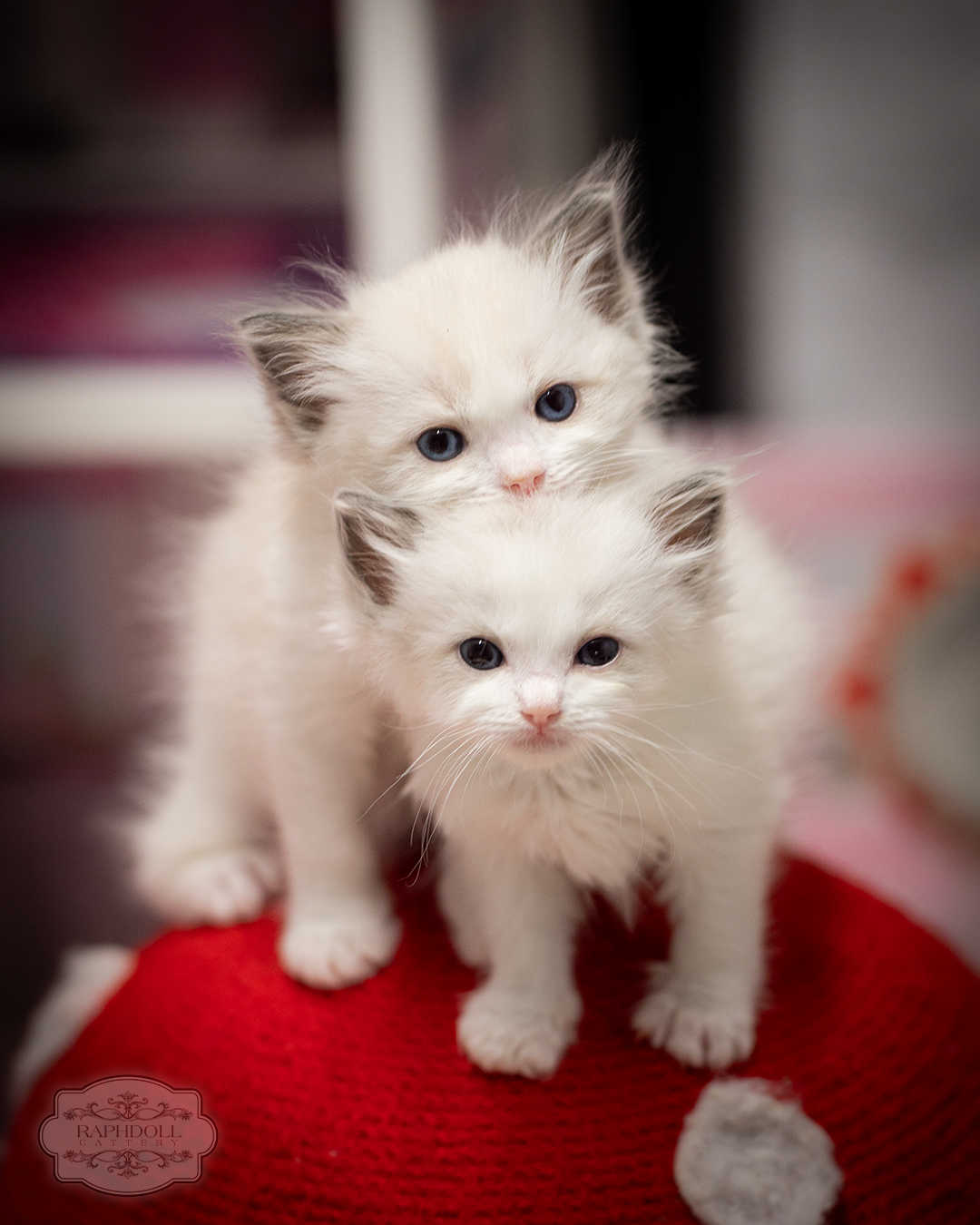 ragdoll kittens photo