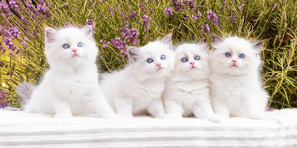 ragdoll-kittens-titlebar-main-1000