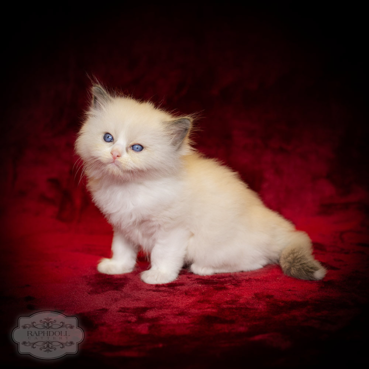 Ragdoll kitten Bicolor for sale